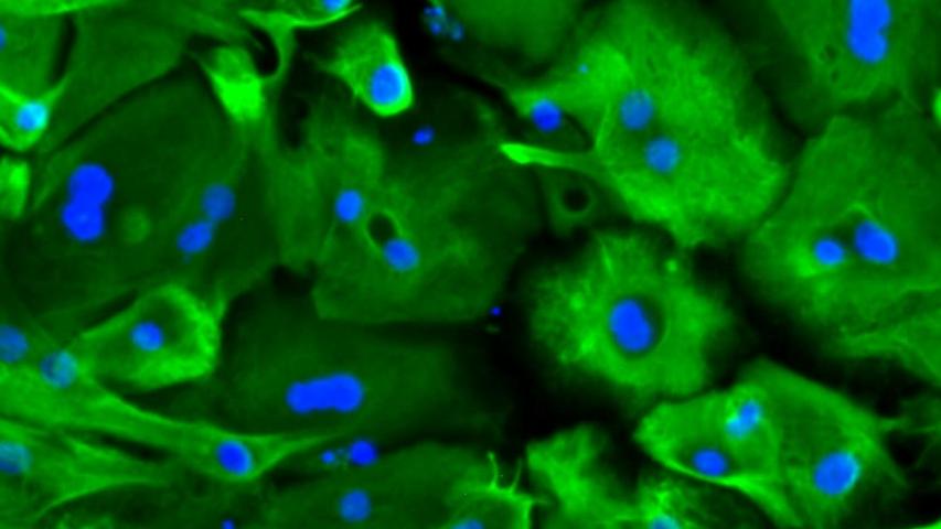 LifeNet Health LifeSciences | Non-Liver Human Cells